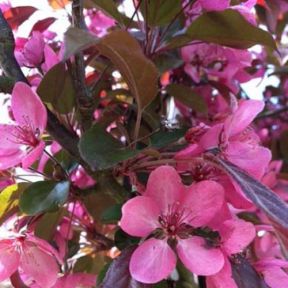 Paradisæble - Malus 'Scarlet'