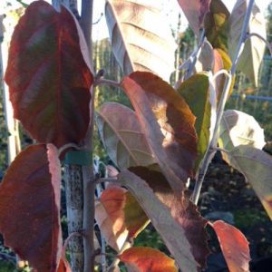 Fujiyama-æble - Malus tschonoskii