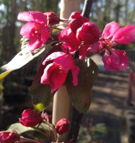 Paradisæble - Malus 'Profusion'