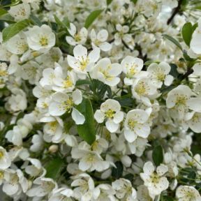 Sargentsæble - Malus sargentii blomst