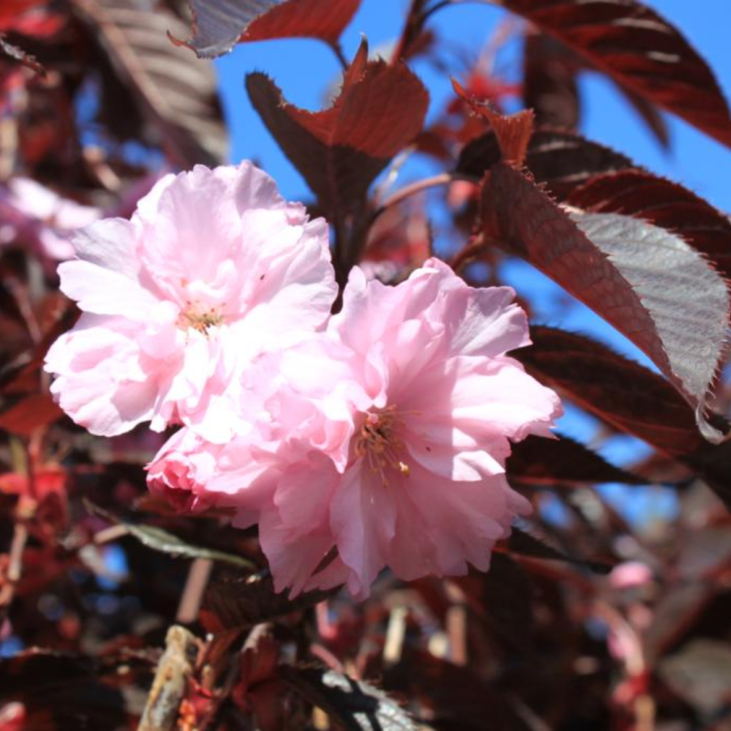 Rødbladet Japansk Kirsebær - Prunus serrulata ´Royal Burgundy´ 180 cm stamme 6-8