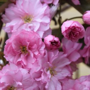 Japansk Kirsebær - Prunus serrulata 'Kanzan'