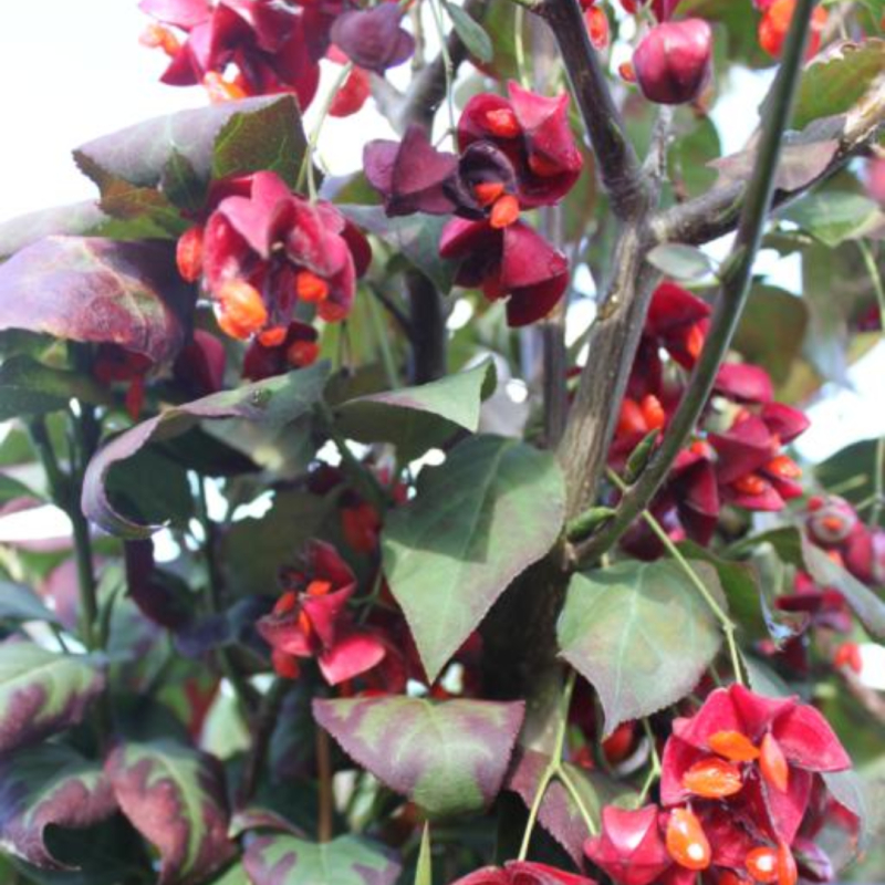 Storvinget Benved - Euonymus macropterus ´Mount Fuji´  120 cm stamme