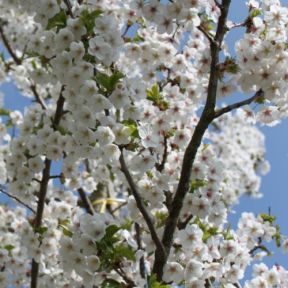 Prydkirsebær - Prunus 'Umineko'