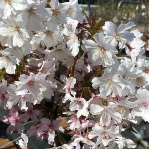 Japansk Bjergkirsebær - Prunus nipponica 'Brillant'