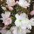 Japansk Kirsebær - Prunus serrulata 'Amanogawa'