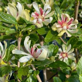 Kanelbusk - Calycanthus 'Venus'