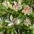 Kanelbusk - Calycanthus 'Venus'