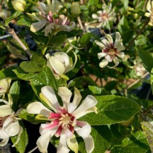 Kanelbusk - Calycanthus 'Venus'