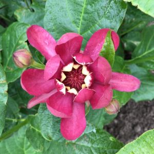 Kanelbusk - Calycanthus 'Aphrodite'