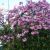 Japansk Hængekirsebær - Prunus serrulata 'Kiku-Shidare-Sakura'