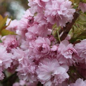 Japansk Hængekirsebær - Prunus serrulata 'Kiku-Shidare-Sakura' blomster