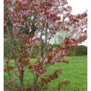Sakhalin-Kirsebær - Prunus sargentii