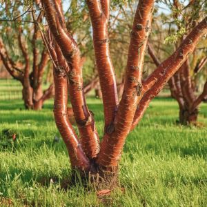 Tibetansk Kirsebær - Prunus serrula