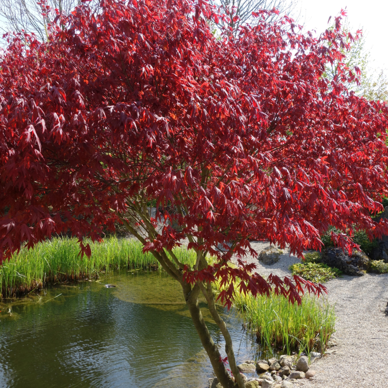 Japansk Ahorn - Acer palmatum ´Firecracker´ 60-80 cm