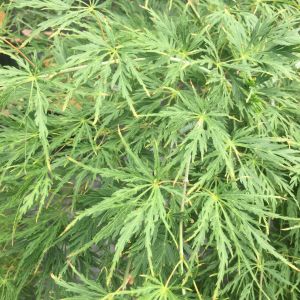 Japansk Dværgahorn - Acer palmatum 'Dissectum'