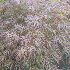 Japansk Dværgahorn - Acer palmatum 'Garnet'