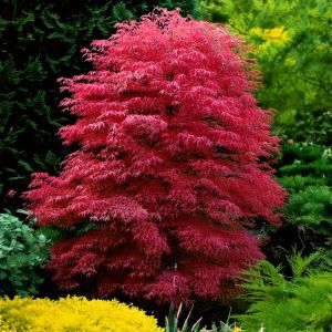 Japansk Ahorn - Acer palmatum 'Skeeter's Broom'