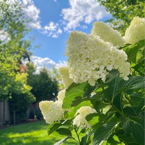Syrenhortensia - Hydrangea paniculata 'Polar Bear'