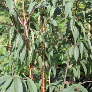 Tibetansk Kirsebær - Prunus serrula
