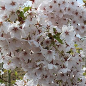 Yoshino-kirsebær - Prunus x yedoensis