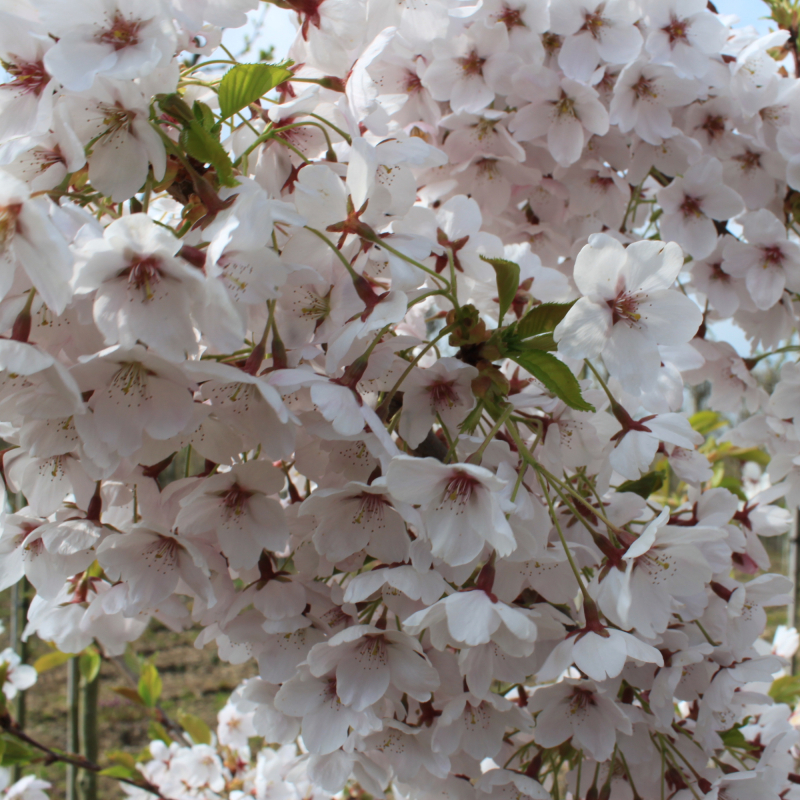 Yoshino-kirsebær - Prunus x yedoensis bundpodet 200-250