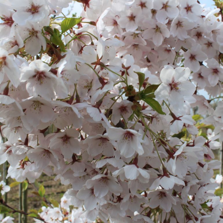 Yoshino-kirsebær - Prunus x yedoensis bundpodet 200-250