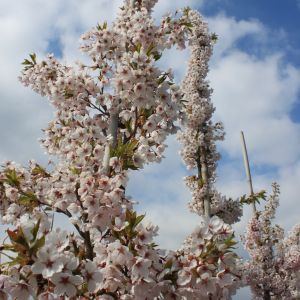 Yoshino-kirsebær - Prunus x yedoensis