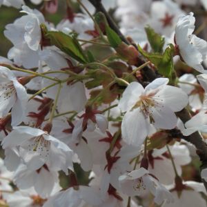 Yoshino-kirsebær - Prunus x yedoensis
