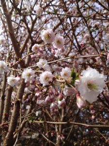 Prydkirsebær - Prunus subhirtella 'Hally Jolivette'