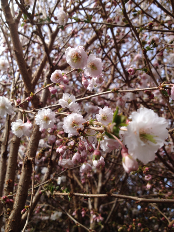 Prydkirsebær - Prunus subhirtella ´Hally Jolivette´ 180 cm stamme 8-10