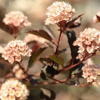 Blærespiræa – Physocarpus