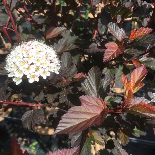 Blærespiræa - Physocarpus opulifolius 'Diable d'Or'