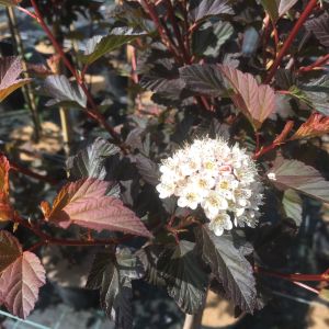 Blærespiræa - Physocarpus opulifolius 'Diable d'Or'