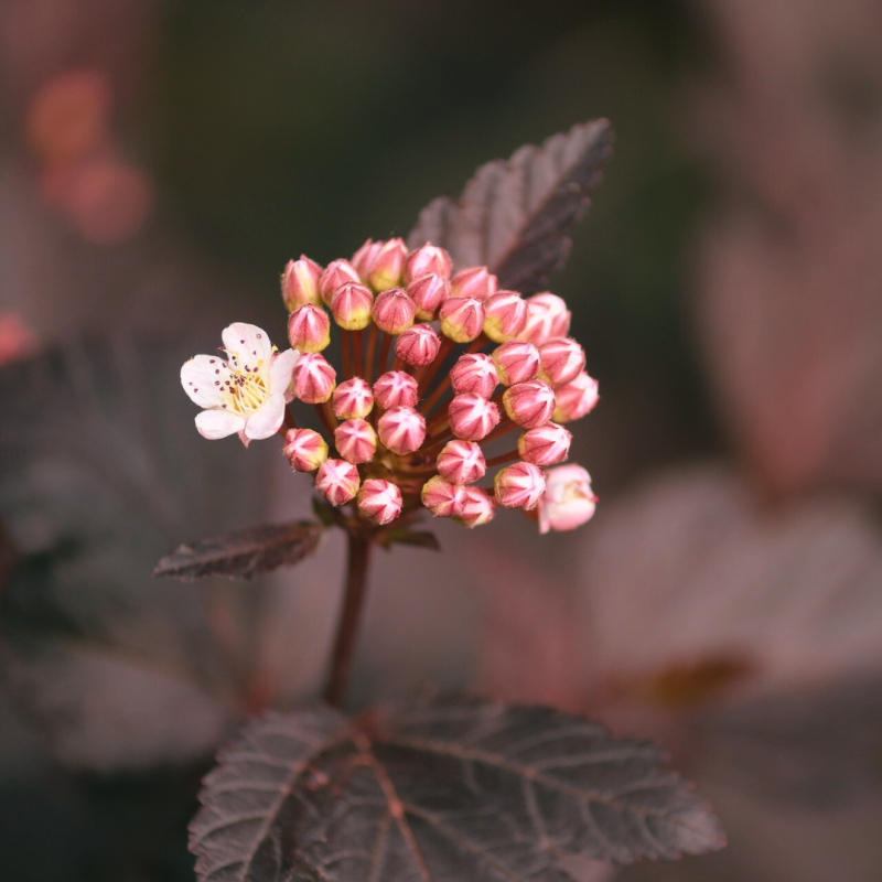 Blærespiræa - Physocarpus opulifolius ´Lady in Red´ 50 cm stamme