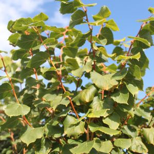 Småbladet Lind - Tilia cordata 'Winter Orange'