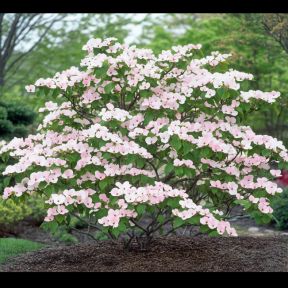 Japansk Snebolle - Viburnum plicatum 'Molly Schröder'