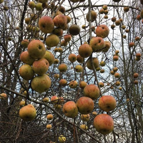 Skovæble - Malus sylvestris - Abild