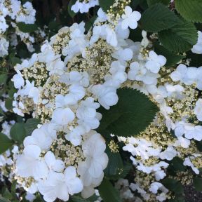 Japansk Snebolle - Viburnum plicatum 'Tennessee'