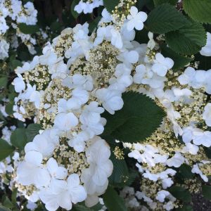 Japansk Snebolle - Viburnum plicatum 'Tennessee'