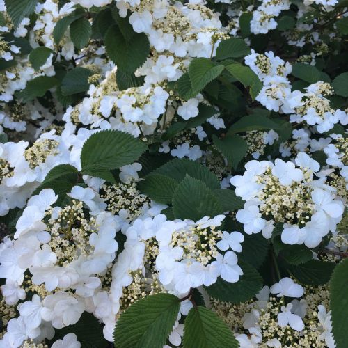 Japansk Snebolle - Viburnum plicatum 'Tennessee'