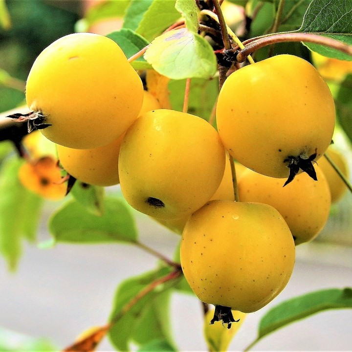 Paradisæble - Malus ´Golden Hornet´ 175-200 cm