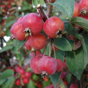 Paradisæble - Malus 'Gorgeous' med frugter