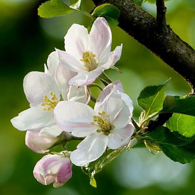 Paradisæble ´Gorgeous´ 200-250 cm