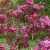 Paradisæble - Malus 'Rudolph'