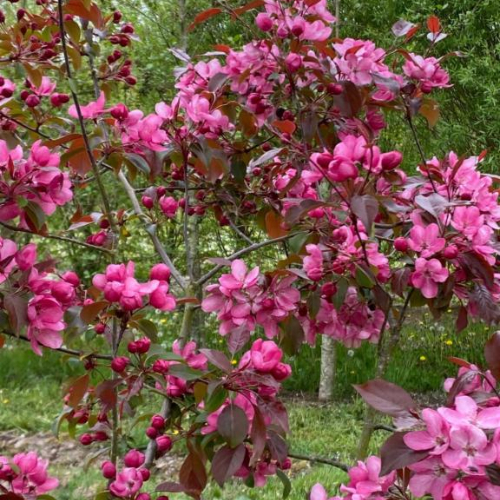 Paradisæble - Malus ´Rudolph´ 150-175 cm