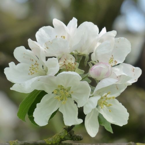 Paradisæble - Malus toringo Brouwers Beauty i blomst