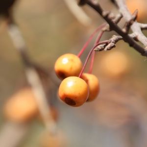 Paradisæble - Malus toringo Brouwers Beauty med frugt