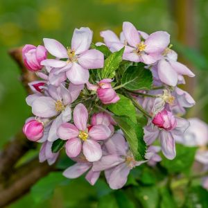 Paradisæble - Malus 'Red Obelisk'