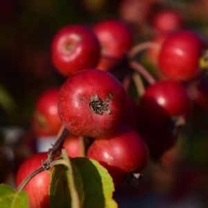 Paradisæble - Malus 'Red Obelisk' med æbler